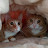 @ThisisCat-i3v