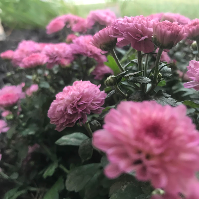 The Flower Kitchen 
