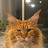 @LordoftheFloofs Avatar
