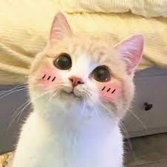 宠物视频アイコン画像