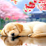 Peaceful Dog Sleep