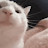 @catjumpshigh3200 Avatar