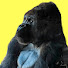 3SDQ62uNUa4-channel-avatar-Zoos For Conservation