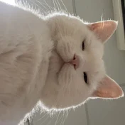 すずきち