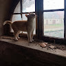 Автор