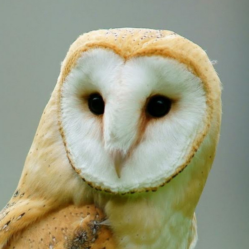 Tyto icon