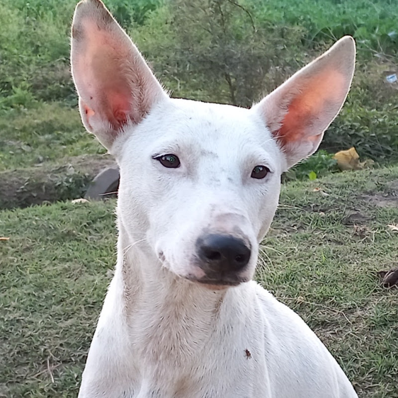 pets all around profile avatar