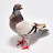 @SKR1PIGEON