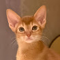 Shue.funnypets
