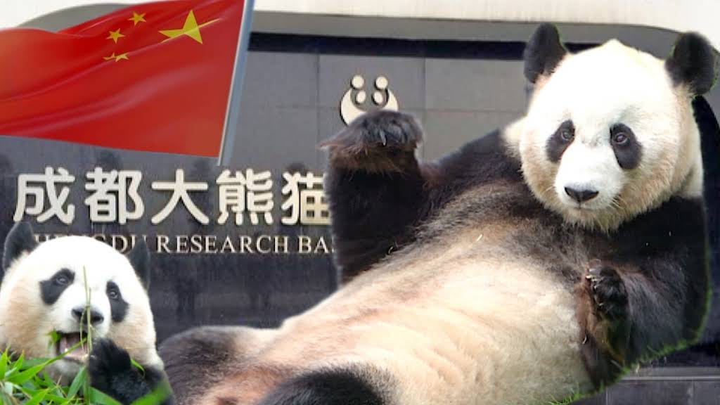 パンダdeぱんだ - YouTube