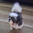 NwcTip_ttTA-channel-avatar-MeU PeT é Um ShOw