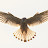 @paulgorrin5001's avatar