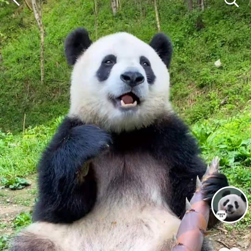 Panda TV