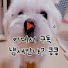 PwdQrsL7zgk-channel-avatar-댕댕댕타로🐩