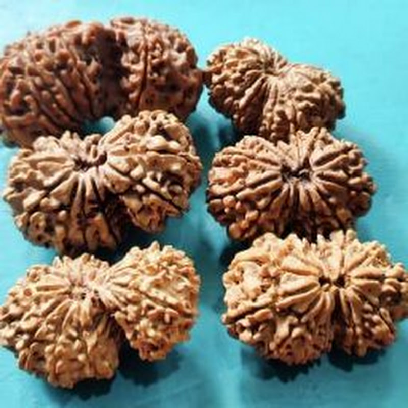 shivbaba rudraksh avm ratna