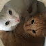 SNtNXCn_tlc-channel-avatar-maaasan