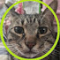 h096WiwOk6c-channel-avatar-猫aotake