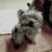 @MissMyDogsCats