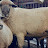 @Kurgan_sheep_breeder
