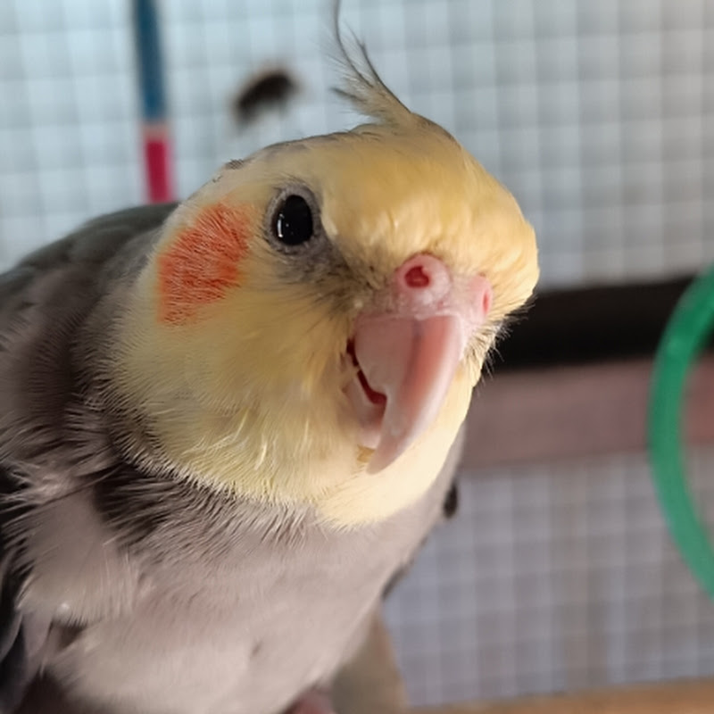 Creative life of sweety