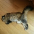 HKr7zKyDzQM-channel-avatar-ますた