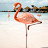 @Beach_Flamingo