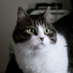 2chスカッと劇場アイコン画像