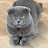 @kibzaamadcat