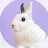 el conejo blanco123