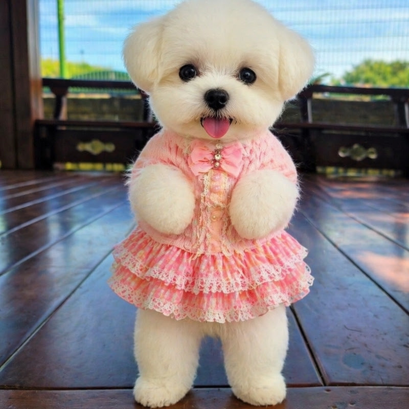 꼬미 짱