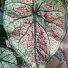 9WM7Zi_XiIc-channel-avatar-ObscenePlantScene