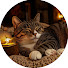w5w8k6M7lXg-channel-avatar-Cozy Cat Relaxation