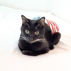 ストーマ猫feeeちゃんねるアイコン画像