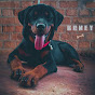 Honey The Rottweiler🐶 logo
