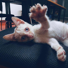 無重力猫ミルコのお家