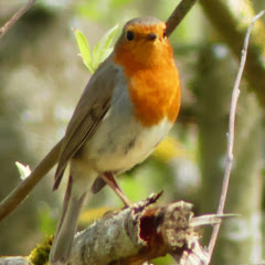 robinofwestwood