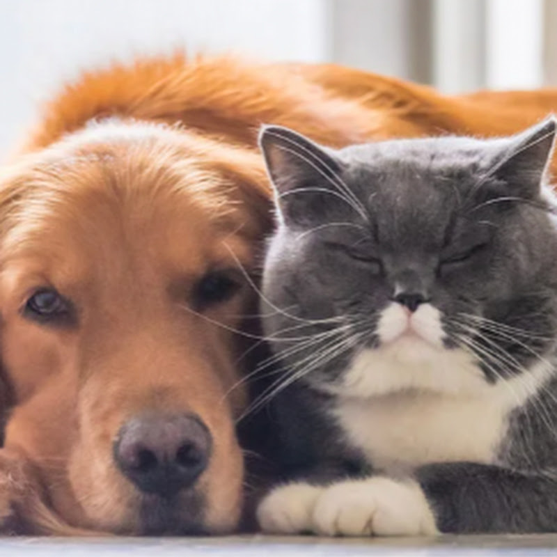 Cat & Dog TV