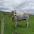 g0Ky28o5z5I-channel-avatar-José Roberto vida no campo