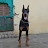 European doberman dog Rajasthan 