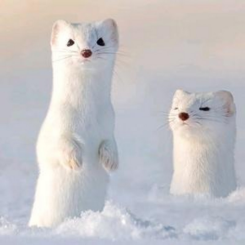 千珏动物园 Logo