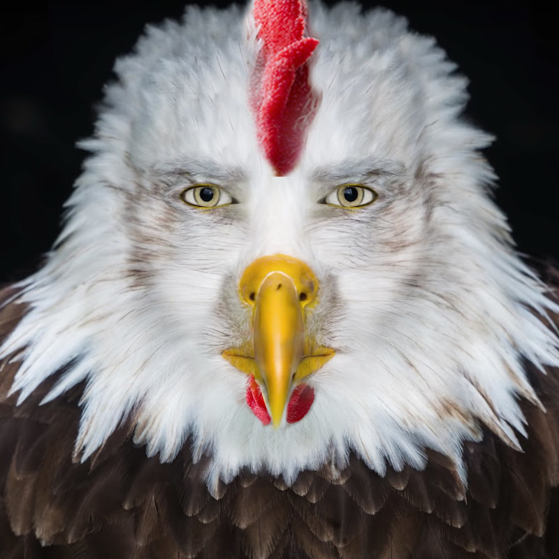Steve Chicken