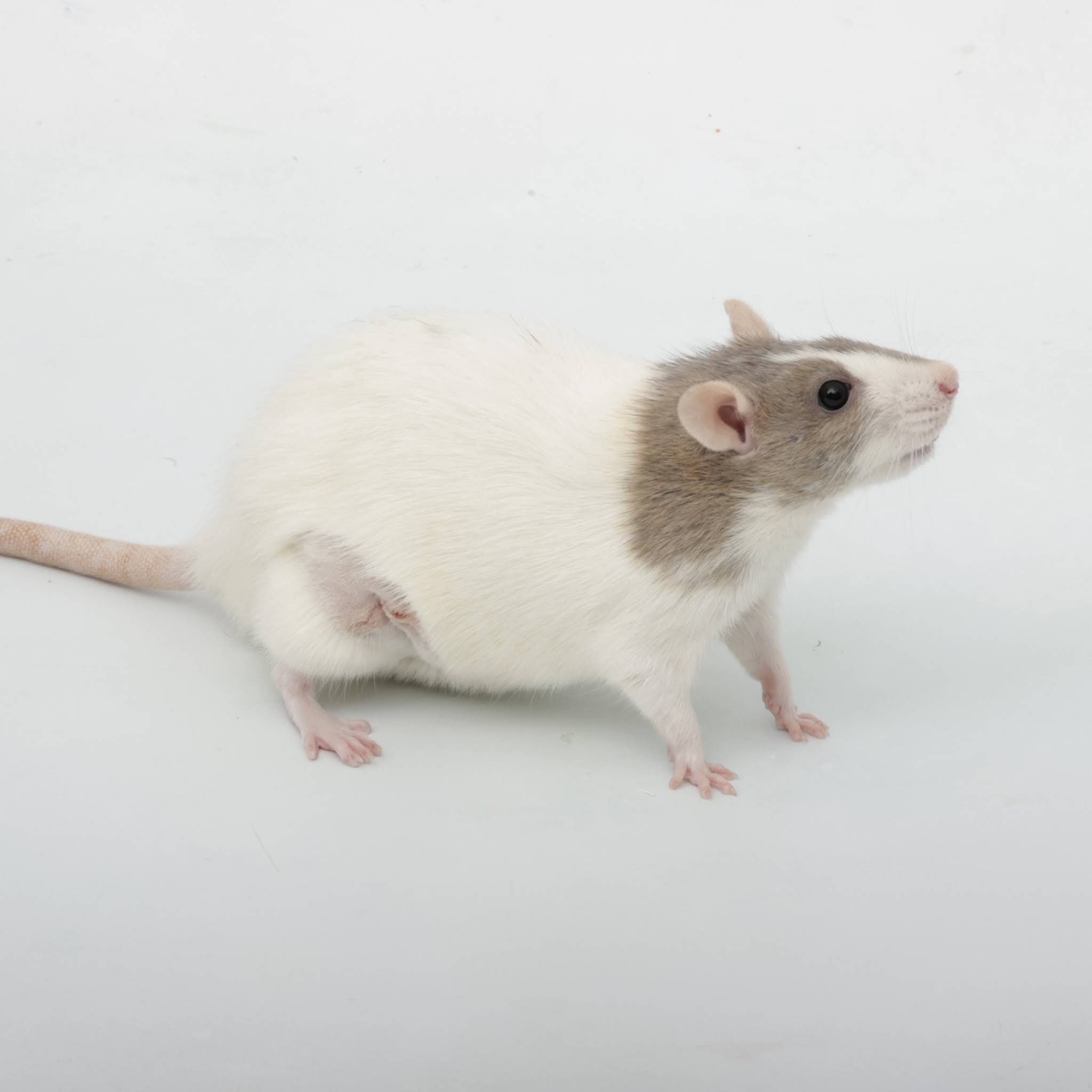 Post from Rat Tricks