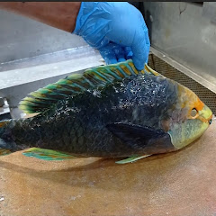 SH Fresh & Fish  avatar