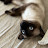 @Leothesiamesecat