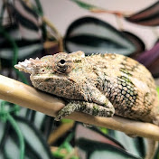 Stevies reptiles