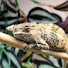 XfTi3rD9XT0-channel-avatar-Stevies reptiles 