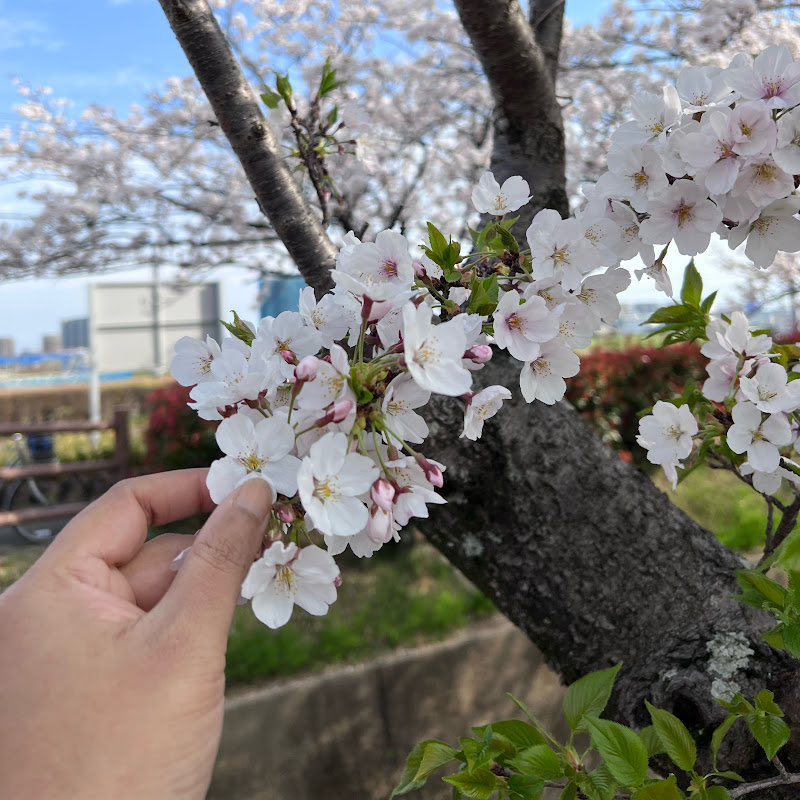 Hello Japan Vlogger