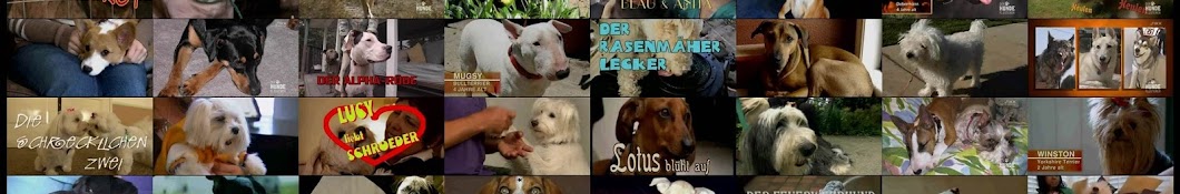 HundeflÃ¼sterer Clips YouTube 频道头像