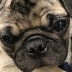 ハムチャンネルアイコン画像