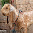 VGXnIE9iLCs-channel-avatar-Altaf goat farm